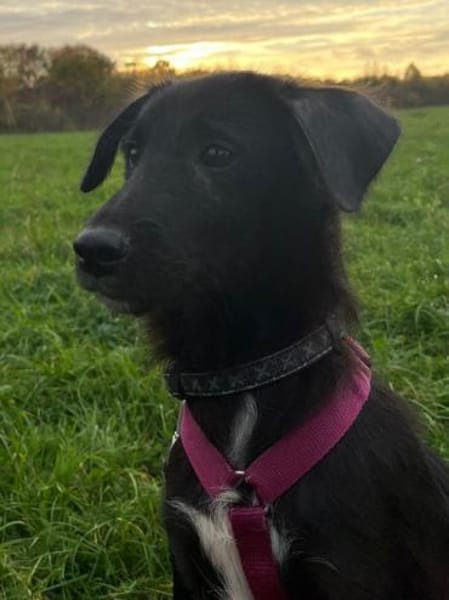 CHICO-wunderschöner Jung-Rüde, 38cm(w)