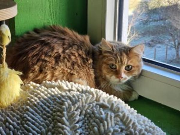 LEONIE - ein Notfall sucht ihr Licht!