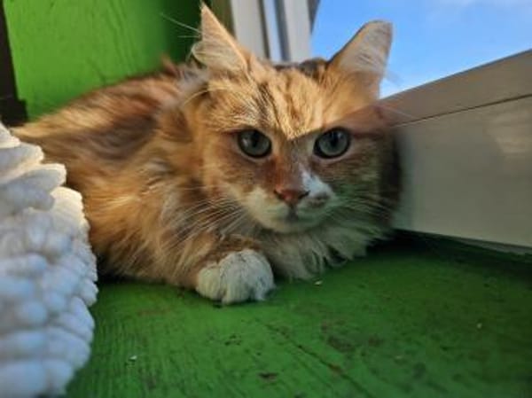 LEONIE - ein Notfall sucht ihr Licht!