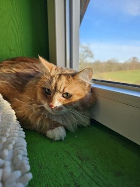 LEONIE - ein Notfall sucht ihr Licht!