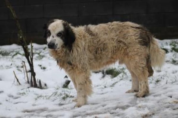 Pino - freundlicher, verträglicher Rüde