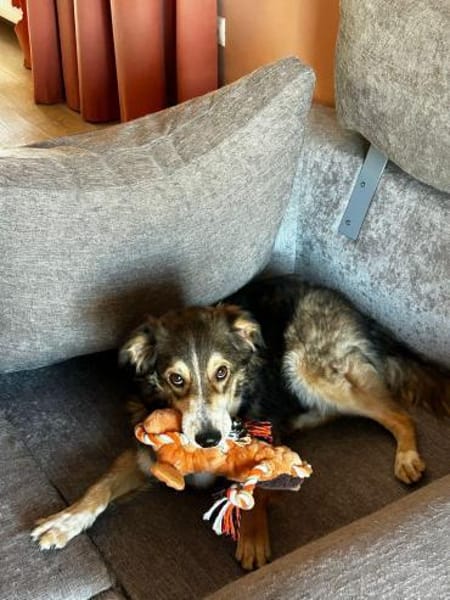 Verschmuster Vanya sucht seine Familie