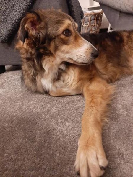 Verschmuster Vanya sucht seine Familie