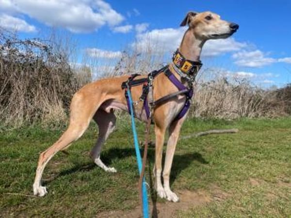 Cairo - Zuhause gesucht