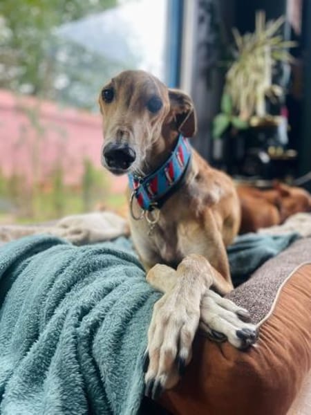 Cairo - Zuhause gesucht