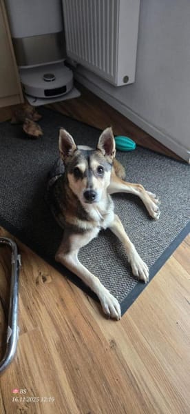 Yowsa wartet auf Pflegestelle!