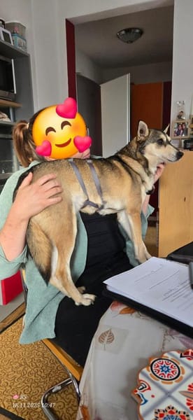 Yowsa wartet auf Pflegestelle!