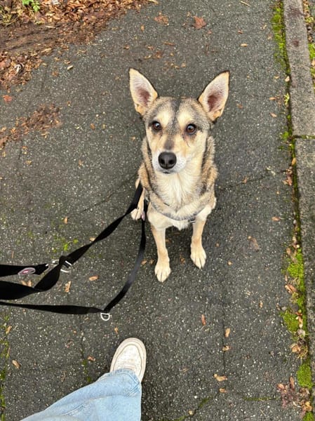 Yowsa wartet auf Pflegestelle!