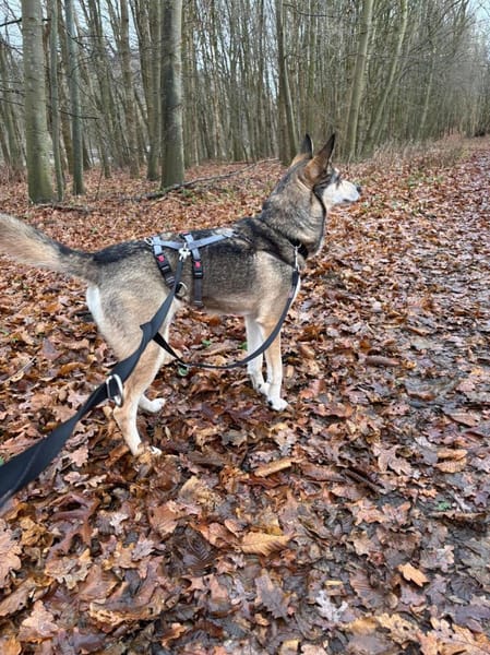 Yowsa wartet auf Pflegestelle!
