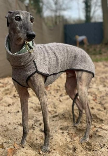 Itelo ein lieber Galgorüde