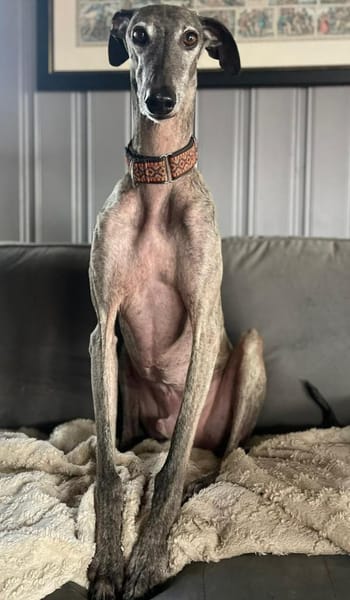 Itelo ein lieber Galgorüde