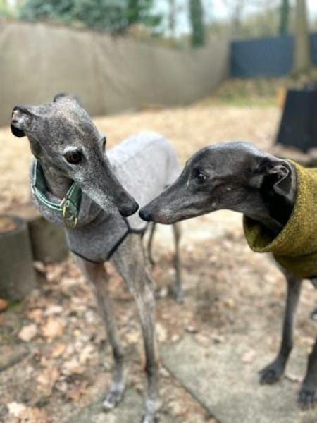 Itelo ein lieber Galgorüde