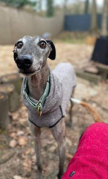 Itelo ein lieber Galgorüde