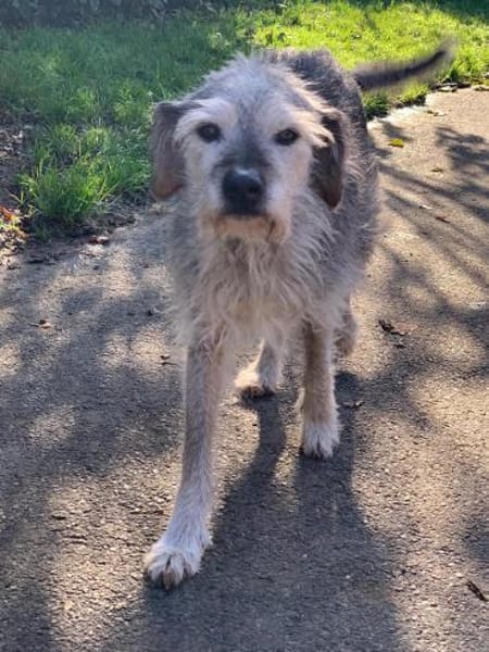 SMARTY GREY - wo bleibt sein Happy End?