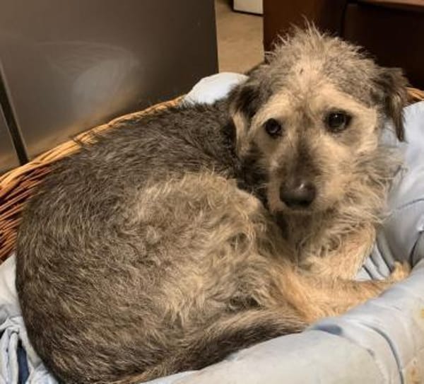 SMARTY GREY - wo bleibt sein Happy End?