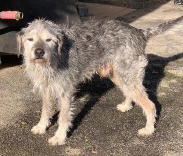 SMARTY GREY - wo bleibt sein Happy End?