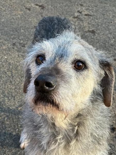 SMARTY GREY - wo bleibt sein Happy End?