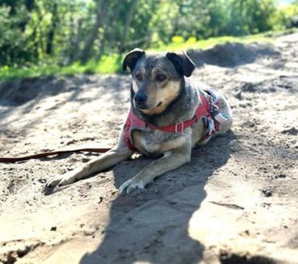 Mokka ist ein verschmuster Seelenhund!