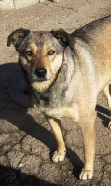 Mokka ist ein verschmuster Seelenhund!