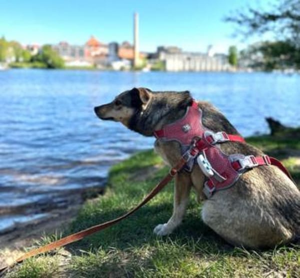 Mokka ist ein verschmuster Seelenhund!