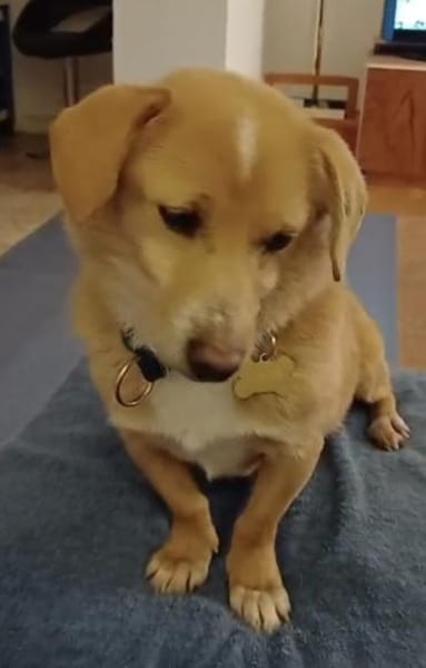 die liebe Thila sucht ihre Menschen