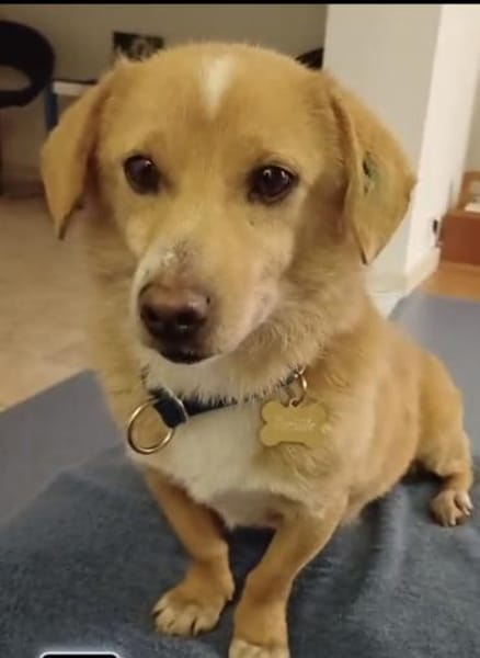 die liebe Thila sucht ihre Menschen