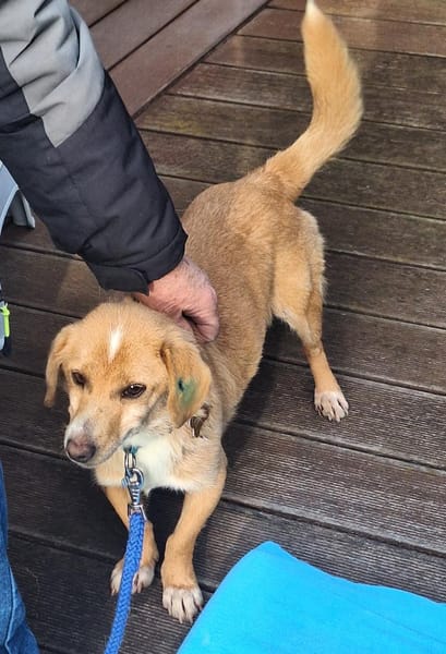 die liebe Thila sucht ihre Menschen