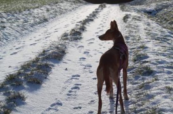 Hündin Melly sucht (mit Jagtinstinkt)