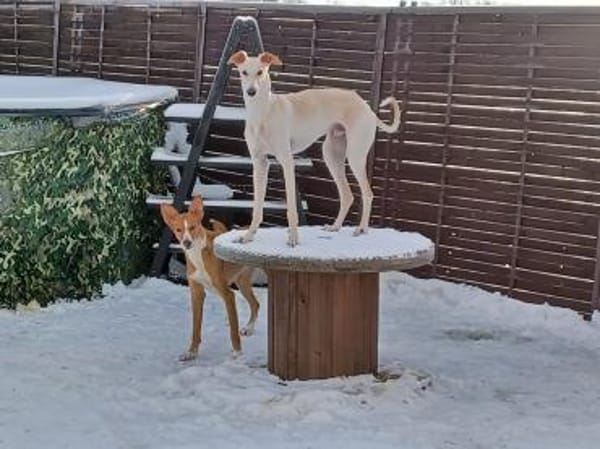 Hündin Melly sucht (mit Jagtinstinkt)