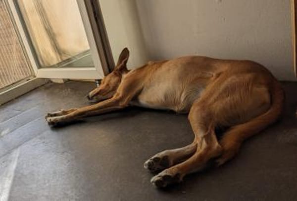 Hündin Melly sucht (mit Jagtinstinkt)