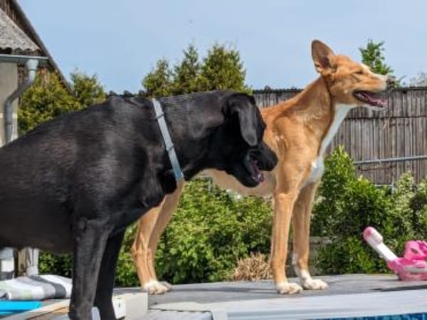 Hündin Melly sucht (mit Jagtinstinkt)