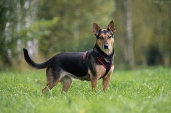 Ruhige Ria sucht liebevolles Zuhause