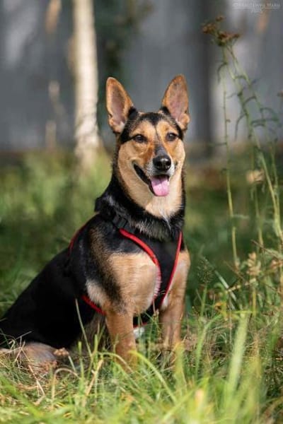 Ruhige Ria sucht liebevolles Zuhause