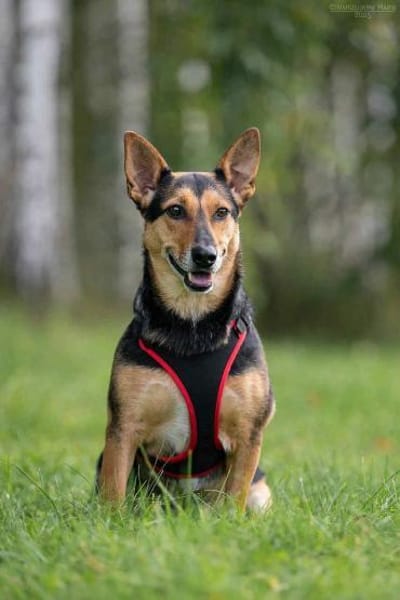 Ruhige Ria sucht liebevolles Zuhause