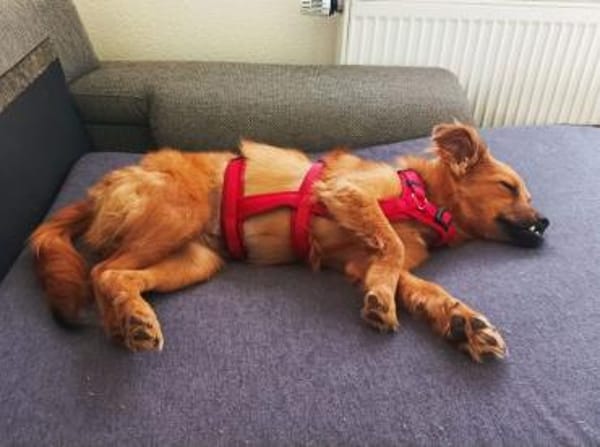 EMMA-zuckersüße Jung-Hündin,36 cm