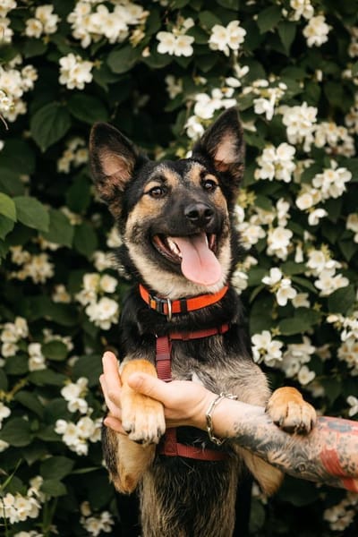 Lebensfrohe Ajka sucht ihre Familie