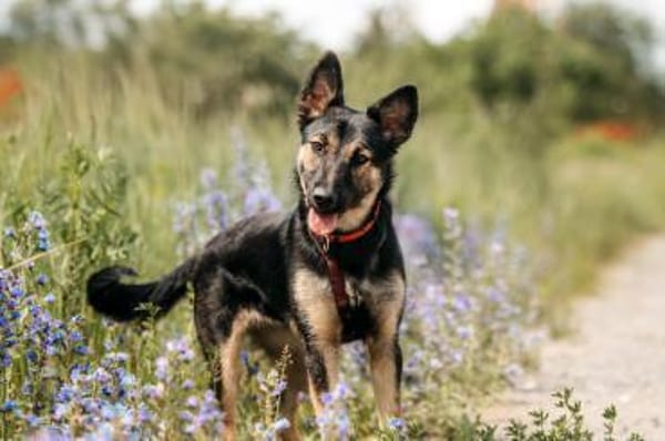 Lebensfrohe Ajka sucht ihre Familie