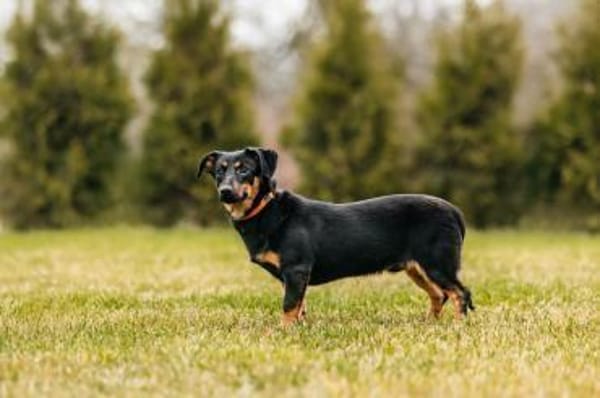Verschmuster Rudi sucht seine Menschen