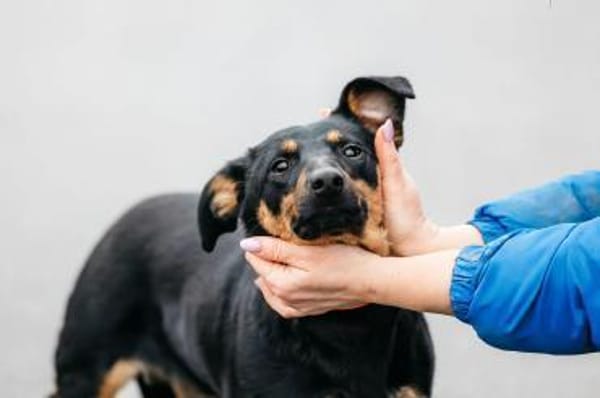 Verschmuster Rudi sucht seine Menschen