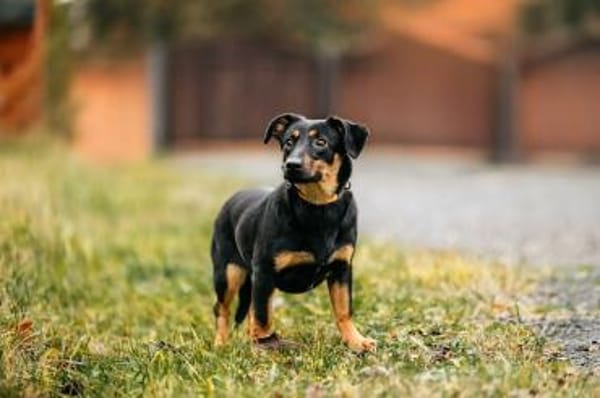 Verschmuster Rudi sucht seine Menschen