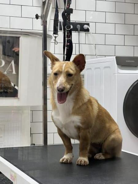 Ein kleines Herz sucht eine Familie