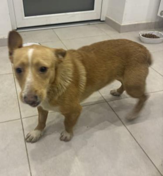 Ein kleines Herz sucht eine Familie