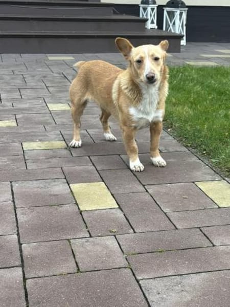 Ein kleines Herz sucht eine Familie