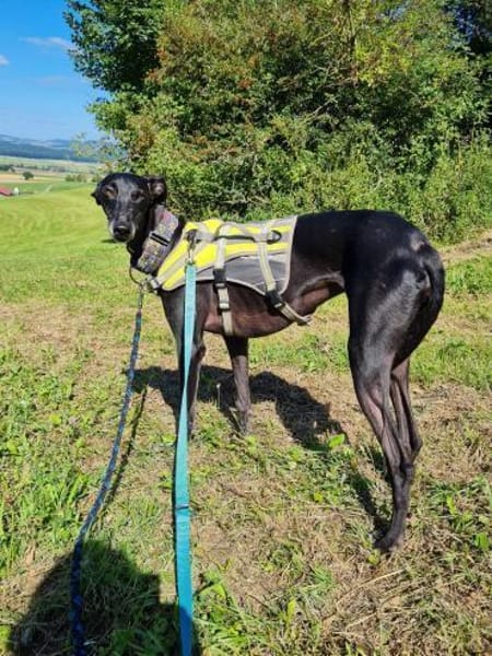 Gretel sucht erfahrene Menschen