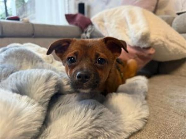 Skai  wartet in 90547 Stein