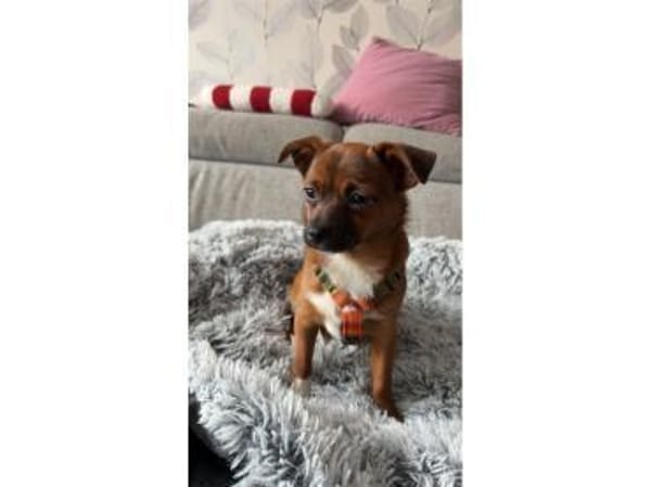 Skai  wartet in 90547 Stein