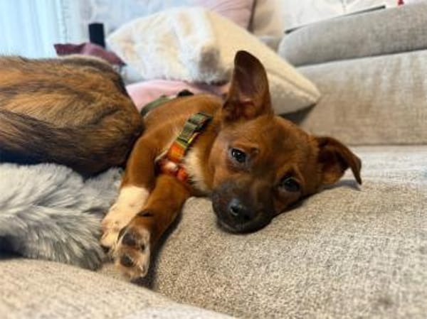 Skai  wartet in 90547 Stein