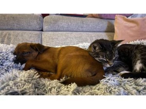 Skai  wartet in 90547 Stein