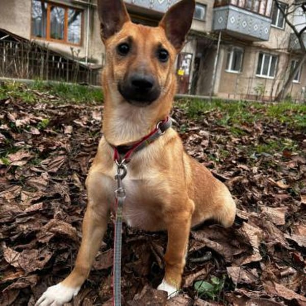 Junge Hündin sucht ihr Für-immer-Zuhause