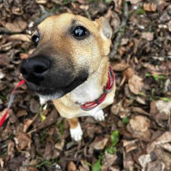 Junge Hündin sucht ihr Für-immer-Zuhause